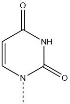 A diagram of uracil. A 6-membered ring with a secondary amine sandwiched between two ketones. The ketones are on the 2 and 4 positions of the ring.