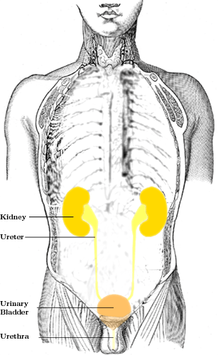 Diagram of the urinary system, showing the kidneys, ureter, urinary bladder, and urethra