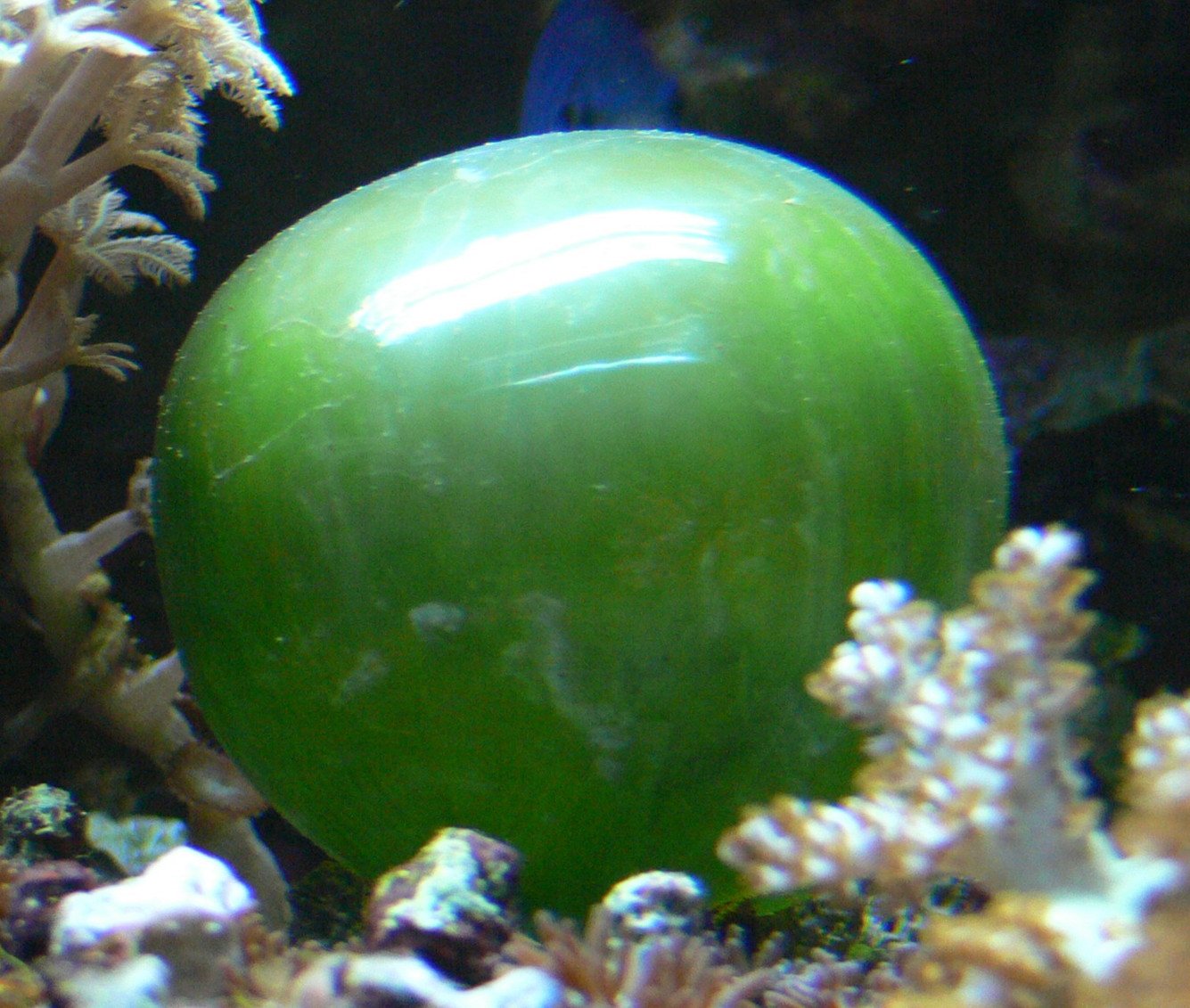 Valonia Ventricose is an ocean-dwelling, single-celled organism. It is large enough to be seen with the naked eye.