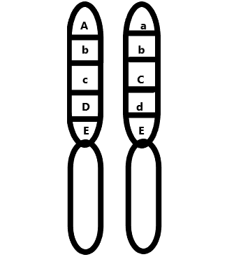 This image shows two homologous chromosomes and their alleles for genes A through E. For chromosome 1 and 2, respectively, the alleles are capital A and lowercase a, lowercase b and lowercase b, lowercase c and capital C, capital D and lowercase d, and capital E and capital E.