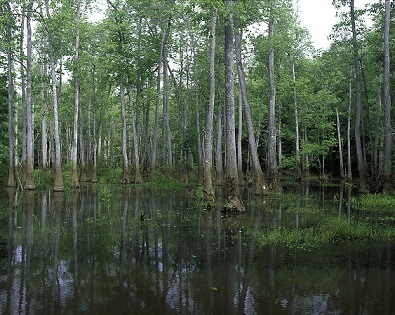 A picture of a an ecosystem. The ground is covered by water and there are trees growing.