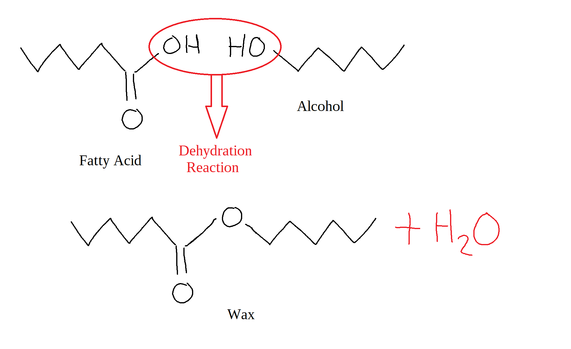 The image shows the synthesis of a wax from a fatty acid and an alcohol. The COOH of the fatty acid and the OH of the alcohol undergo a dehydration reaction. This causes the two molecules to join and create an ester, releasing a molecule of H2O in the process.