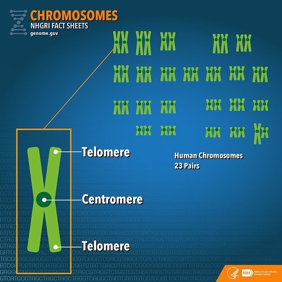 Humans have 23 pairs of chromosomes.  Each chromosome is made of four arms, each called a telomere.  They are connected in the middle (think if the crossing point of the letter x)  by a centromere.  