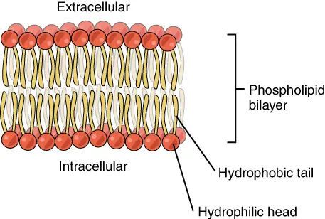 The phospholipid bilayer is made of hydrophobic tails sandwiched between hydrophilic heads.