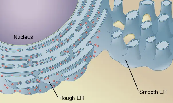 The endoplasmic reticulum is contiguous with the nuclear envelope. It has a convoluted shape.