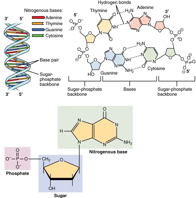Chemical structure of nitrogenous bases