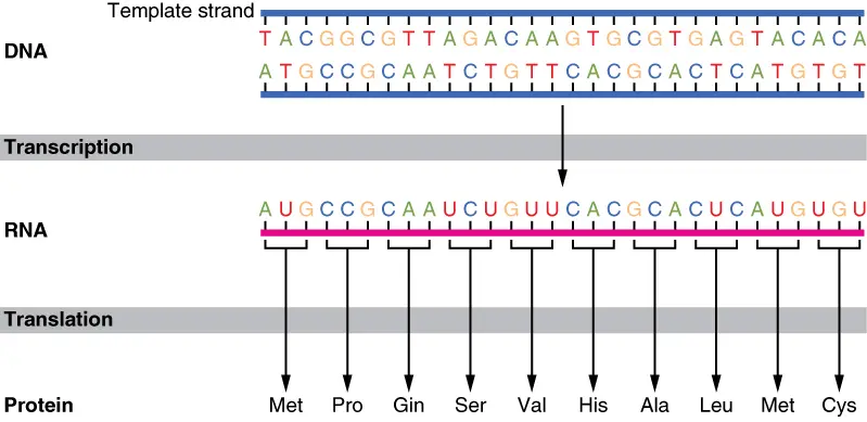 A diagram showing a DNA sequence with its corresponding mRNA sequence and the amino acid sequence.