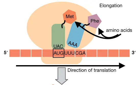 A diagram of the elongation stage of translation. tRNA brings amino acids to the ribosome and an amino acid chain is assembled.