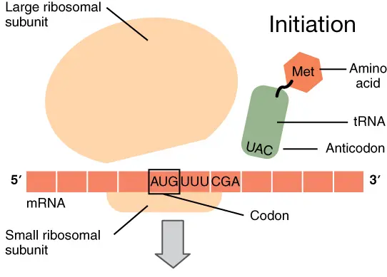A diagram showing the large and small ribosomal subunits attached to an mRNA sequence during the initiation phase of translation