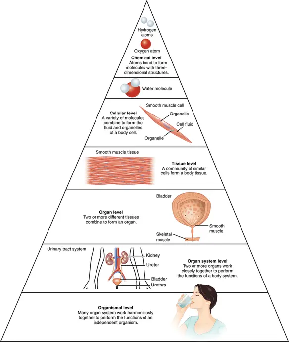 The chemical level is the smallest level of organization. Hydrogen and oxygen atoms form bonds to form a water molecule. On the cellular level, a variety of molecules combine to form the fluid and organelles of a body cell. These cells come together to form tissues, a community of similar cells. On the organ level, two or more different tissues combine to form an organ. The organ system is formed when two or more organs work closely together. Finally, an organism is made when many organ systems work harmoniously together to perform the functions of an independent organism.