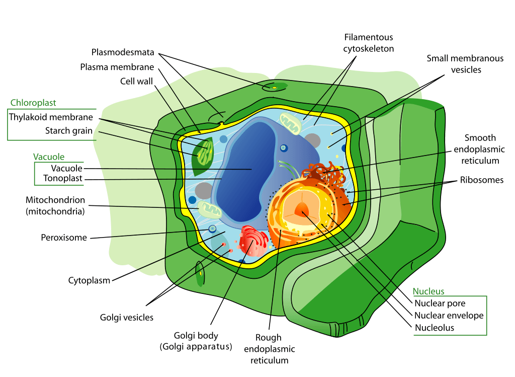 A eukaryotic plant cell that contains a Golgi apparatus, plasma membrane, cell wall, vacuoles, secretory vesicle, smooth and rough endoplasmic reticulum, ribosomes, and a nuclear envelope containing the nucleus.
