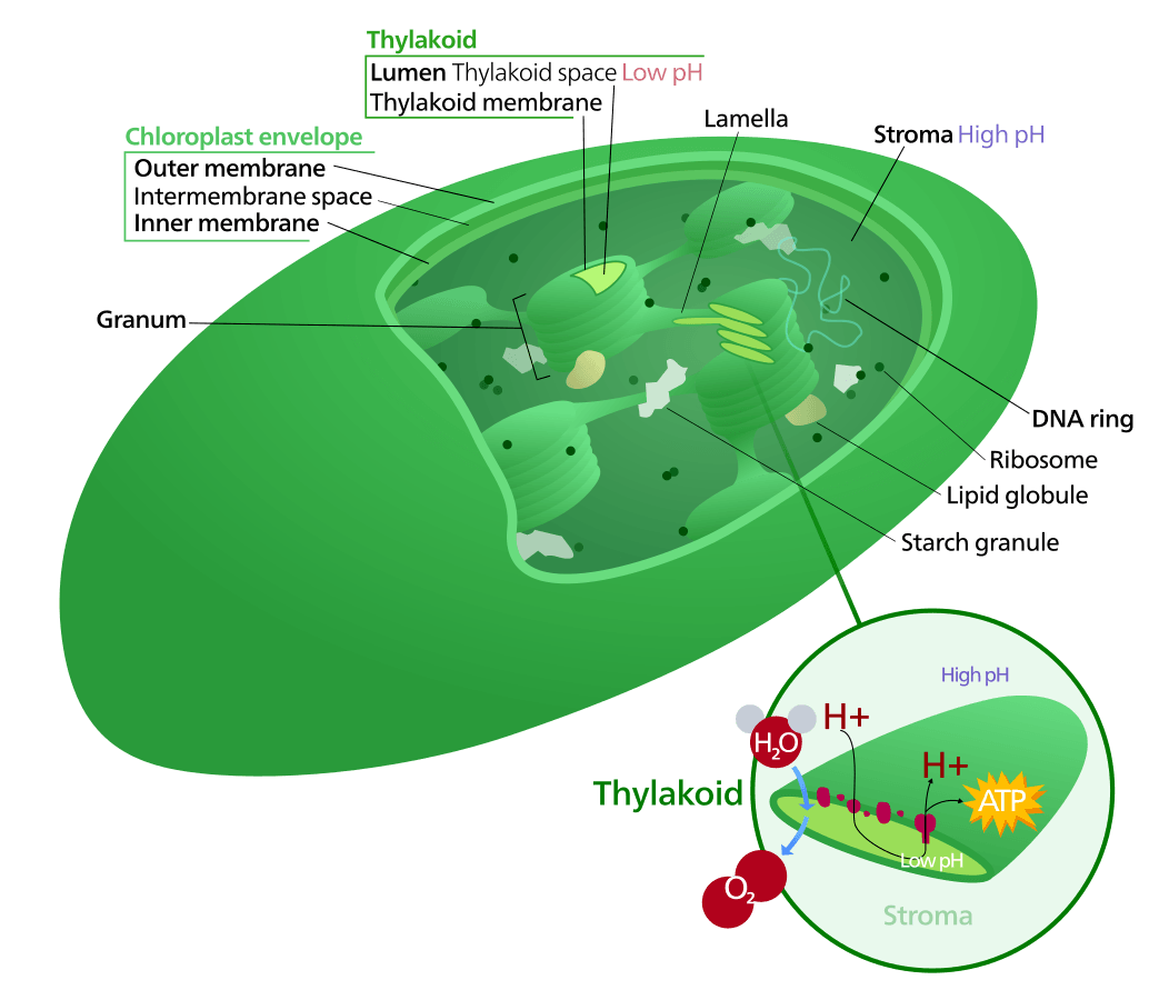 Chloroplasts contain thylakoids, which is where photosynthesis actually happens.