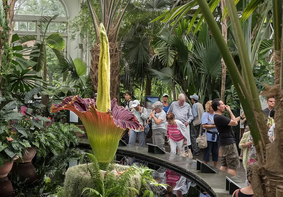 Visitors to New York's Botanical Garden stop to check out the "stinking corpse lily", a gigantic parasitic flower.