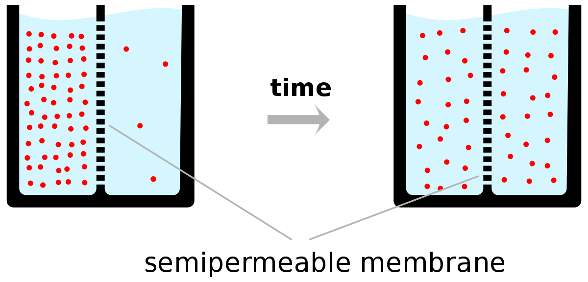Over time, the solutes pass through the semipermeable membrane until the concentration of it is equal on both sides.