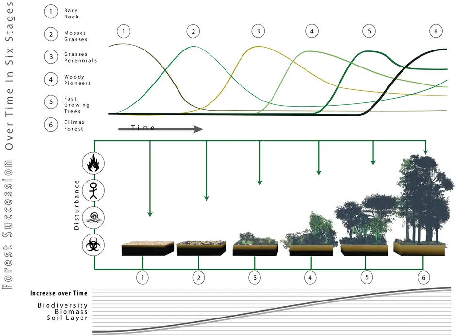 Chart showing forest succession over time in six stages