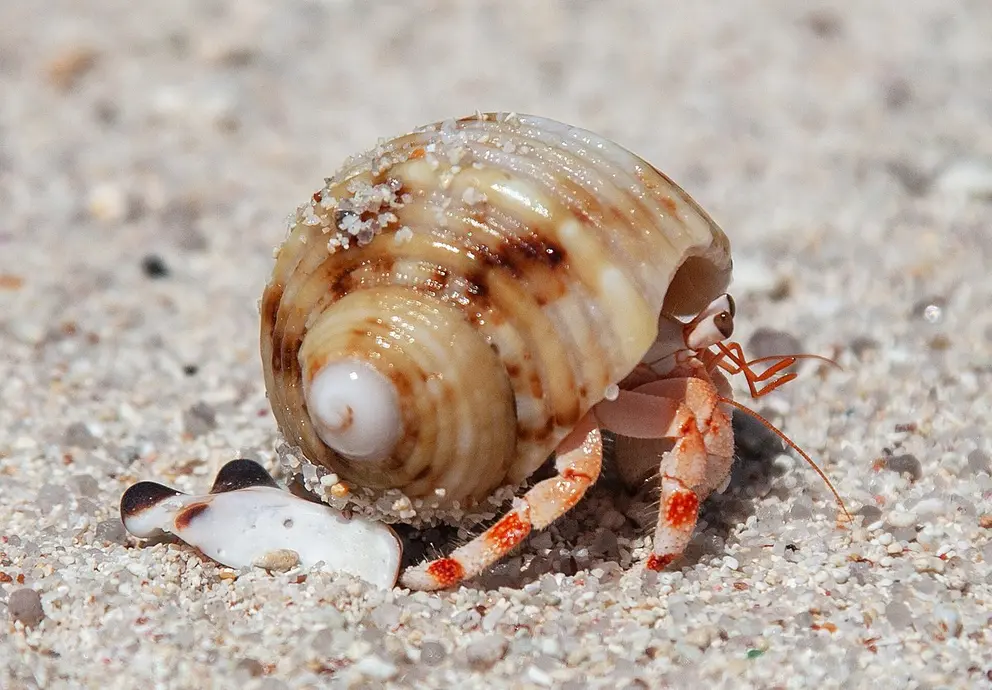 A hermit crab walks along the sand in a shell it recycled after a sea snail died.