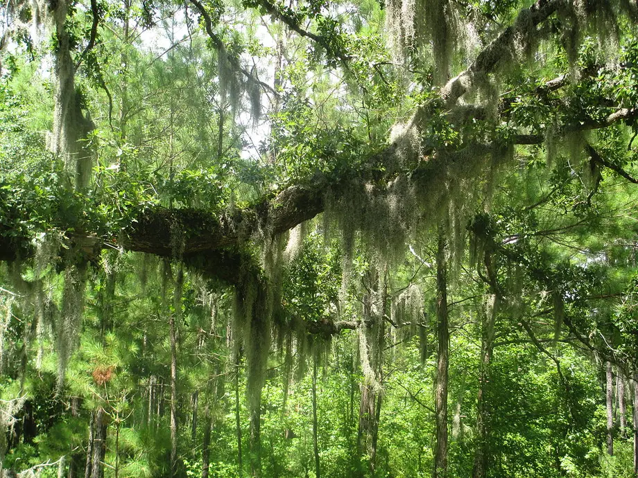A forest which contains lots of producers