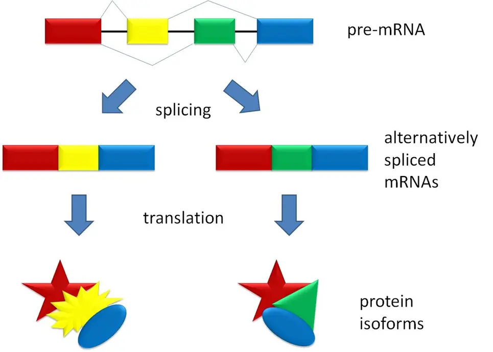 Pre-mRNA is spliced to make two different mRNAs. Those are translated to two different protein isoforms.