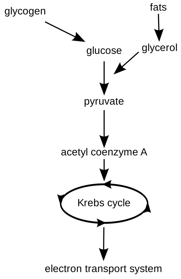 This is a flowchart of cellular respiration. Fats are broken down into glycerol, while glycogen is broken down into glucose. Glucose and glycerol come together to form pyruvate. Pyruvate then interacts with acetyl coenzyme A. This leads to the Krebs cycle and the electron transport system.