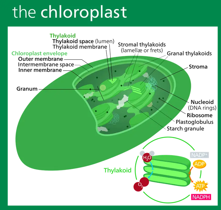 Diagram of a chloroplast showing the structures inside