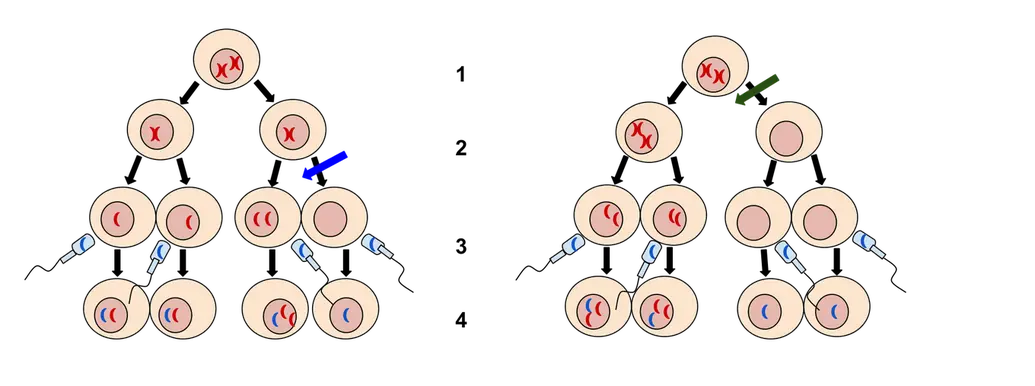 On the left is an instance of nondisjunction during anaphase II, which leads to one of the four sex cells having an additional chromosome. On the right is an instance of nondisjunction occurring during anaphase I, which leads to two of the sex cells having an additional chromosome.