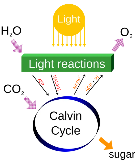 Diagram showing the inputs and outputs to photosynthesis