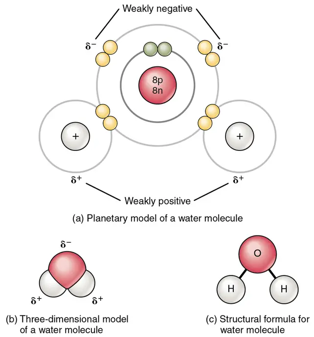 Three different models of a water molecule. The first is a planetary model, where electrons are drawn orbiting the nucleus. The second is a three-dimensional model, where spheres corresponding to atoms are smashed together. Finally, the third is a structural formula for a water molecule, sometimes called a ball-and-stick-model.