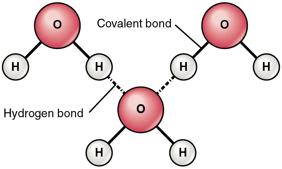 Hydrogen bonds and covalent bonds forming between hydrogen and oxygen