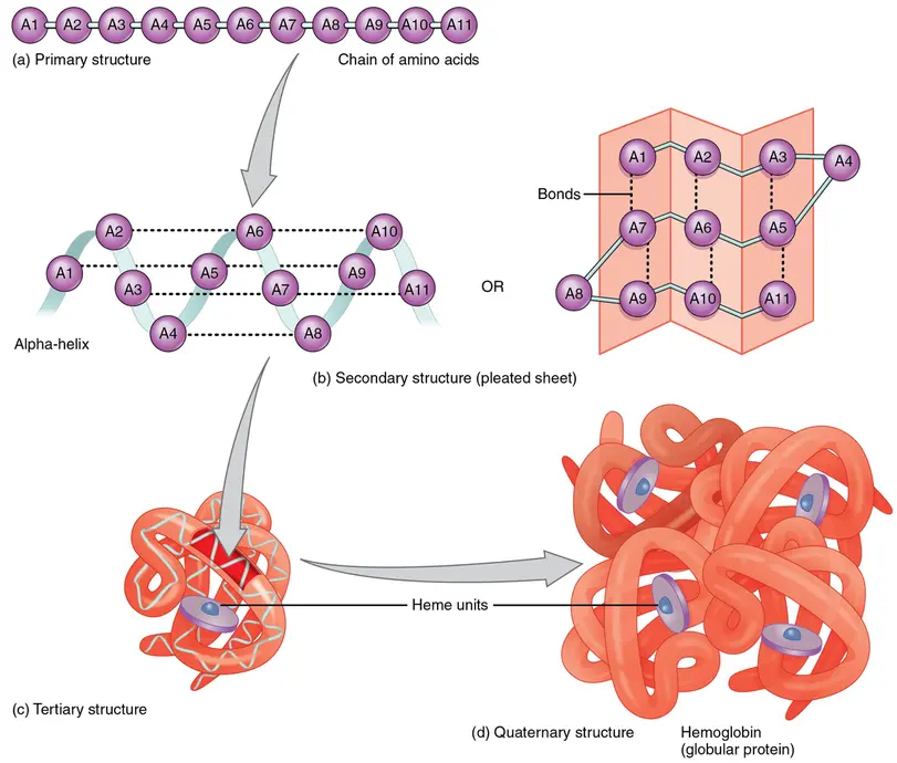 A diagram showing how a polypeptide chain is folded and modified to create a complete protein.