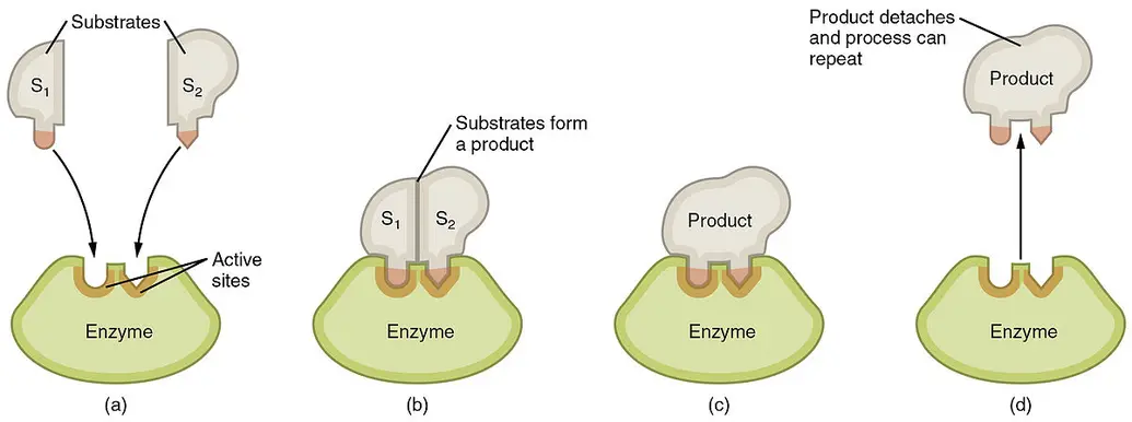Substrates fit into the active site of an enzyme like a key into a lock.