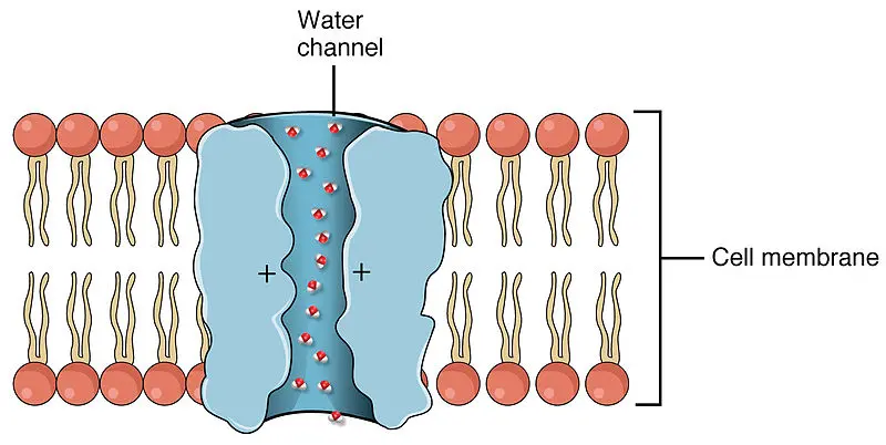 This image shows a water channel through a cell membrane. It allows water to freely flow through the membrane.