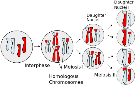 One cell divides into two daughter cells, which then divide again.