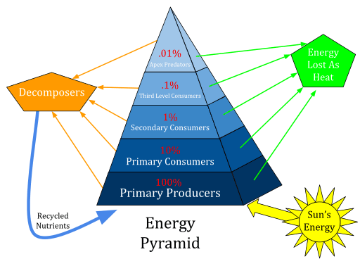 This is a diagram of an energy pyramid. The sun provides energy for the bottom level, which consists of primary producers. The next level is primary consumers. Above that is secondary consumers. The next level is third level consumers. At the top of the pyramid is apex predators. Each level receives 10% of the energy from the previous level. That means apex predators receive .01% of the primary producer's energy. Most of this energy is lost as heat. Decomposers are listed off to the side of the pyramid. They recycle nutrients back to the primary producers.