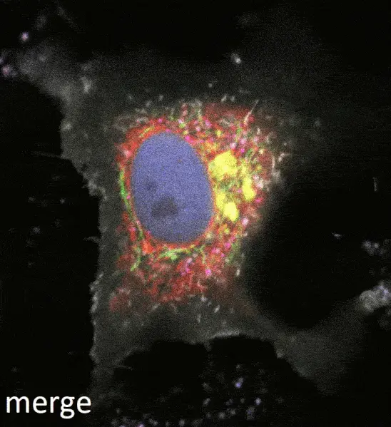A color-coded image of a real cell