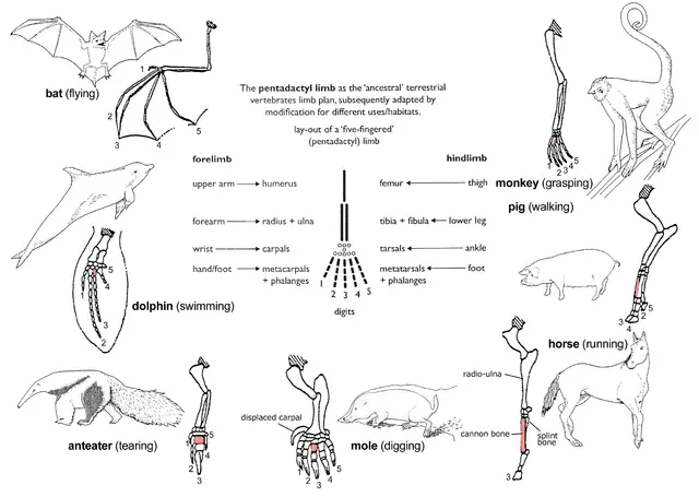 Homologous structures have similar forms but different purposes.