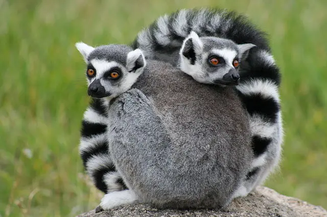 A lovely lemur couple