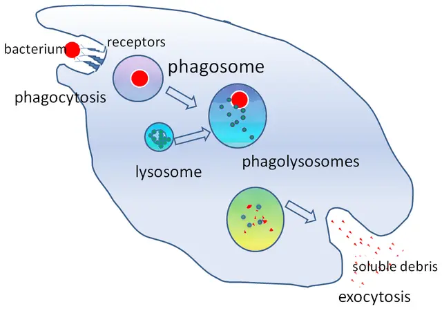 Exocytosis is moving things out of the cell.