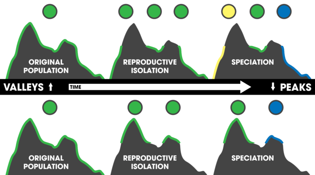 Isolating mechanisms, like geographic isolation, separate populations from each other. Over time, these populations can become different species.