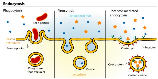 The three types of endocytosis are phagocytosis, pinocytosis, and receptor-mediated endocytosis.