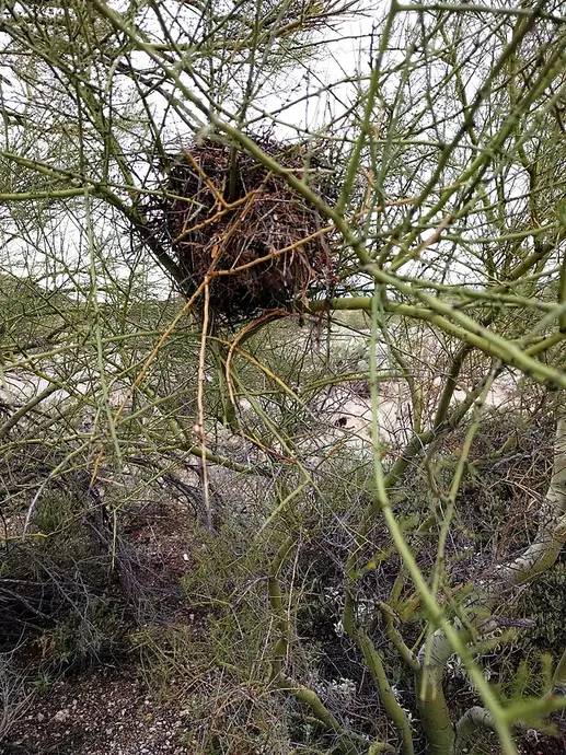 A large bird nest rests in a tree.