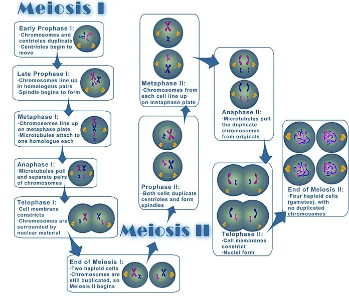 Flowchart showing the steps of meiosis I and meiosis II.