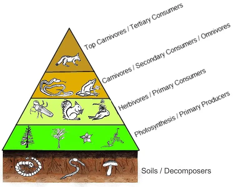 This image shows a trophic pyramid. At the bottom is soil and decomposers. Next is primary producers, followed by primary consumers. Above that is secondary consumers. At the top is the apex predator.