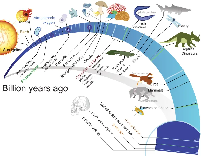 The evolution of species