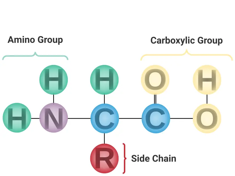 Amino acid structure