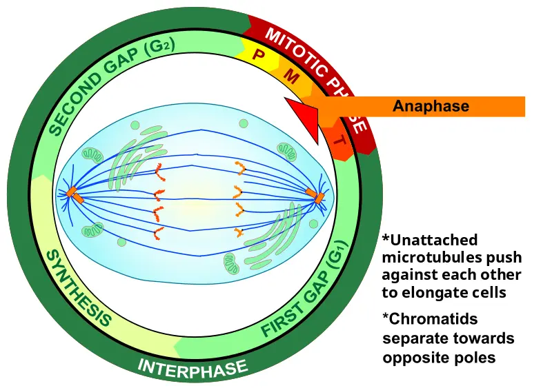 Anaphase is part of the mitotic phase. In this step, unattached microtubules puh against each other to elongate cells. Chromatids separate towards opposite poles.