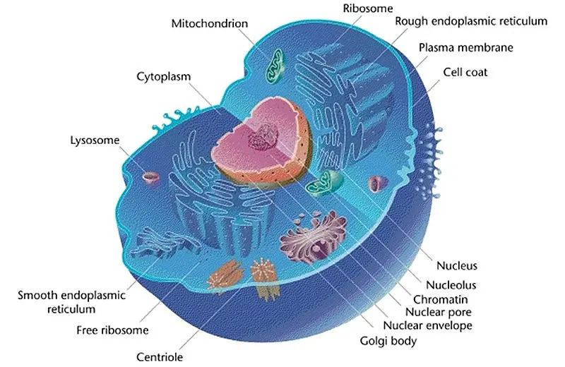 An image of a eukaryotic cell with labeled organelles