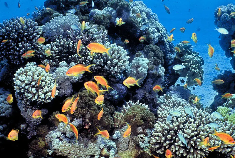 A school of fish swimming around a coral reef