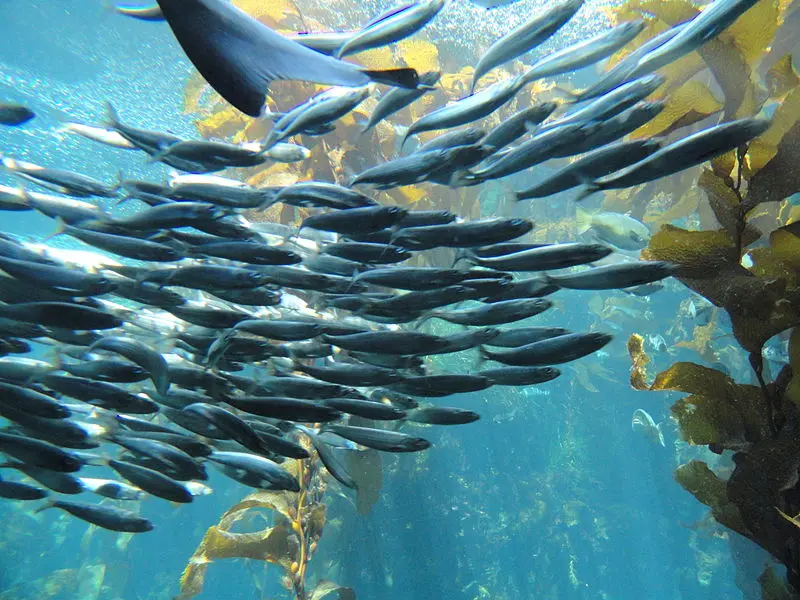 A school of fish in the coastal ocean