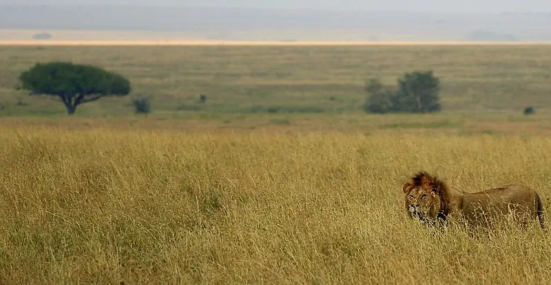 A picture of a tropical grassland