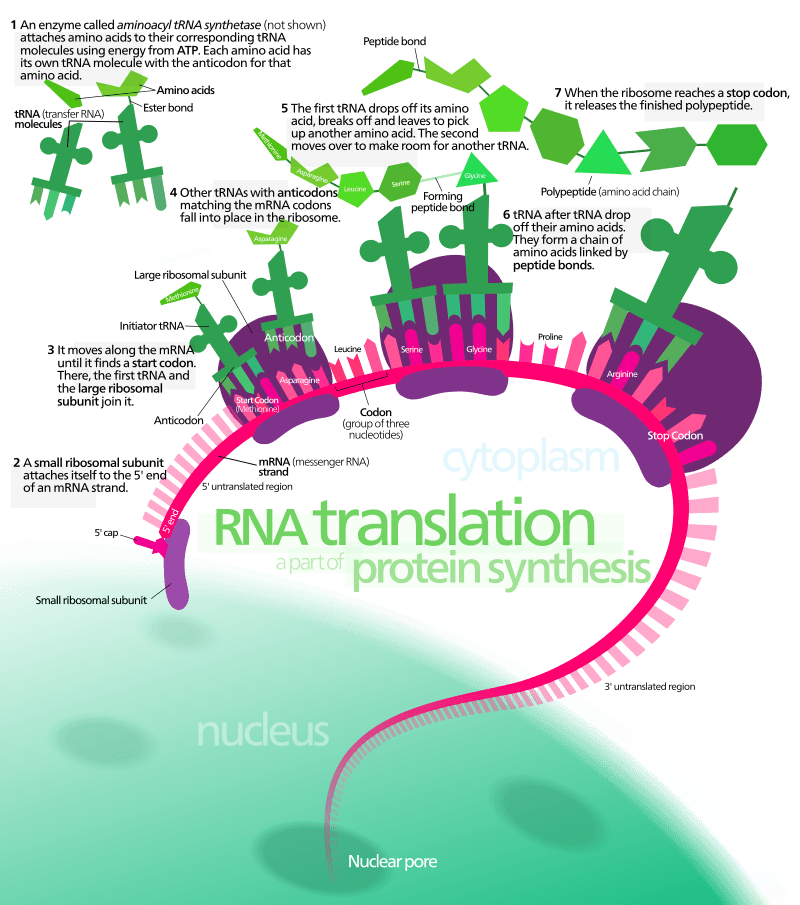 1. An enzyme called aminoacyl tRNA synthetase attaches amino acids to their corresponding tRNA molecules using energy from ATP. Each amino acid has its own tRNA molecule with the anticodon for that amino acid. 2. A small ribosomal subunit attaches itself to the 5' end of an mRNA strand. 3. It moves along the mRNA strand until it finds the start codon. There, the first tRNA and the large ribosomal subunit join. 4. Other tRNAs with anticodons matching the mRNA codons fall into place in the ribosome. 5. The first tRNA drops off its amino acid, breaks off and leaves to pick up another amino acid, The second moves over to make room for another tRNA. 6. tRNA after tRNA drop off their amino acid. They form a chain of amino acids joined by peptide bonds. 7. When the ribosome reaches a stop codon, it releases the polypeptide.